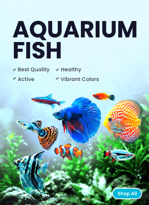 4 - Aquarium Fish